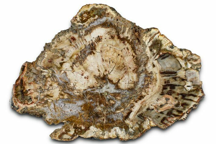 Beautiful Petrified Wood (Araucaria) Slab - Madagascar #361499
